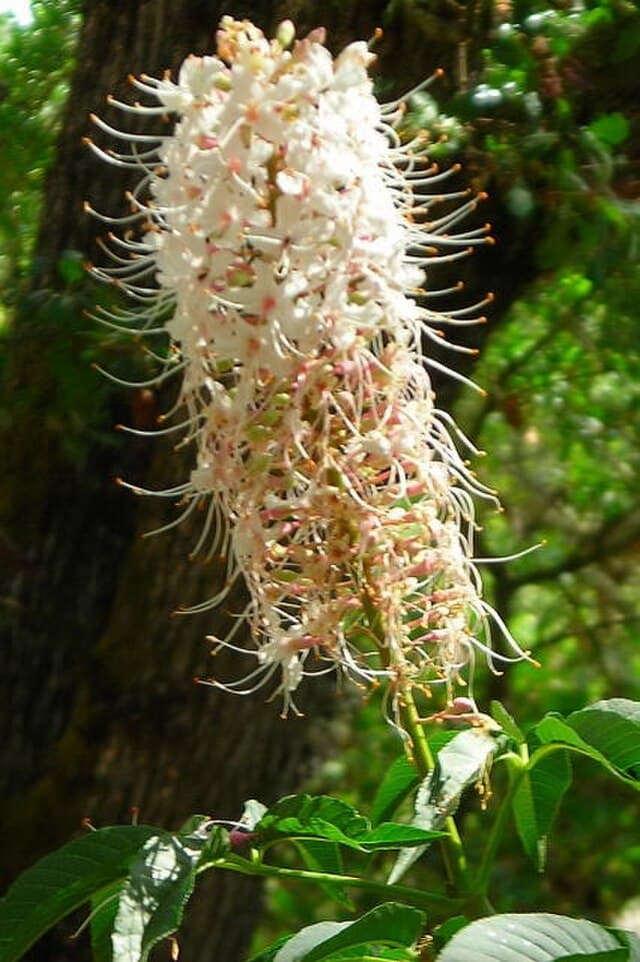 A picture of Aesculus californica (California Buckeye).