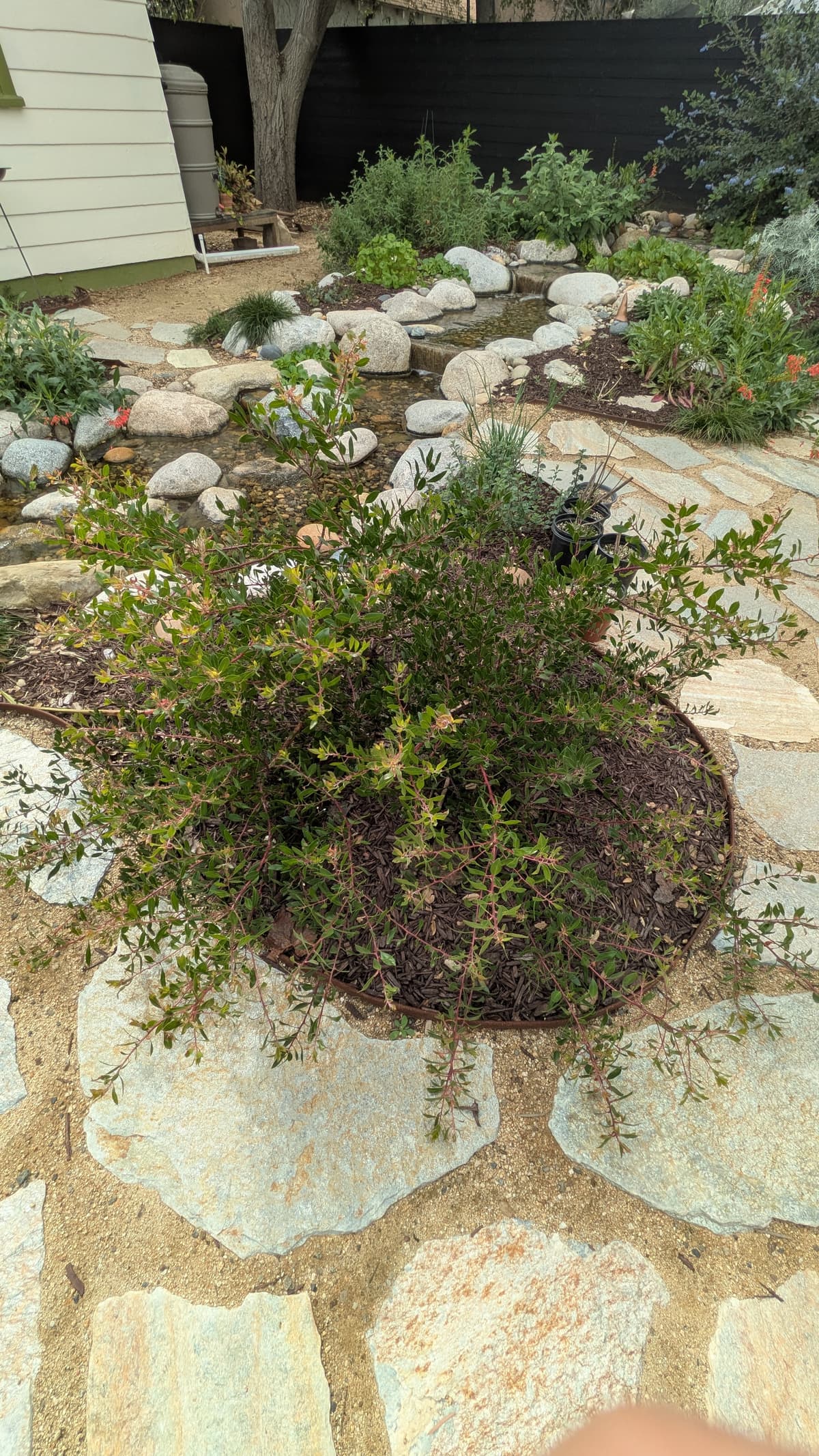 A picture of Arctostaphylos (Manzanita) — Small shrub.