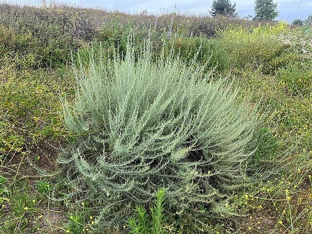 A picture of Artemisia californica (California Sagebrush).