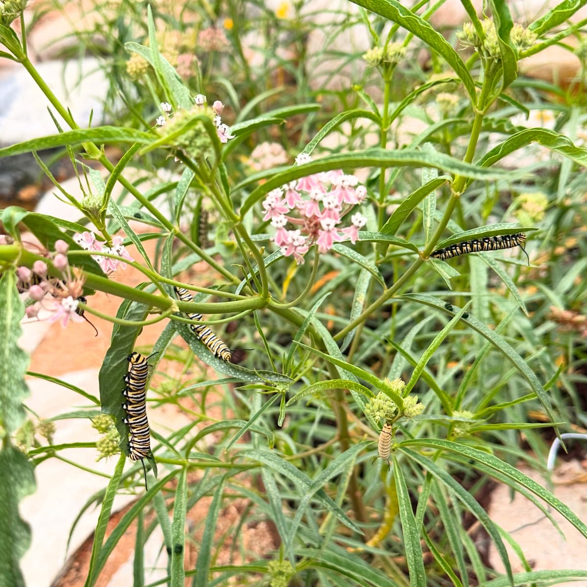 A picture of Asclepias fascicularis (Narrow Leaf Milkweed).