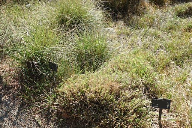 A picture of Carex praegracilis (Field Sedge).