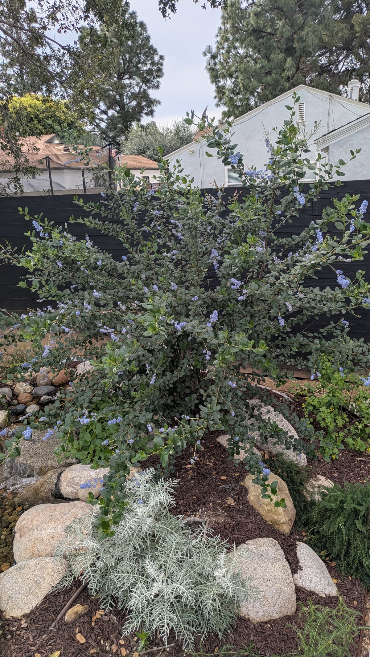 A picture of Ceanothus (California Lilac) — Mid-sized Shrub.