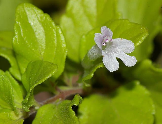 A picture of Clinopodium douglasii (Yerba Buena).