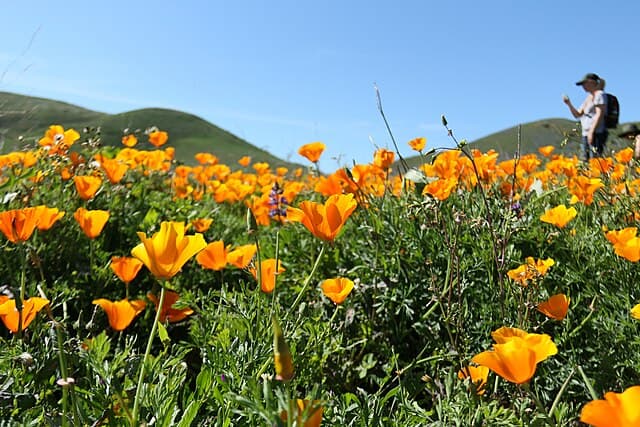 A picture of Eschscholzia californica (California Poppy).
