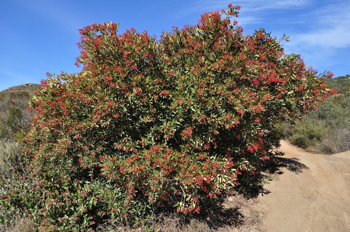 A picture of Heteromeles (Toyon).