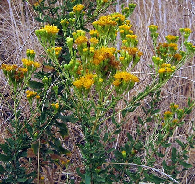 A picture of Isocoma menziesii (Menzies' Goldenbush).
