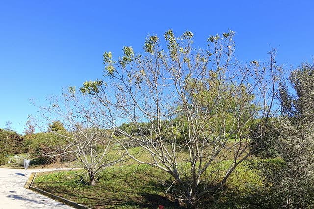 A picture of Juglans californica (Southern California Black Walnut).