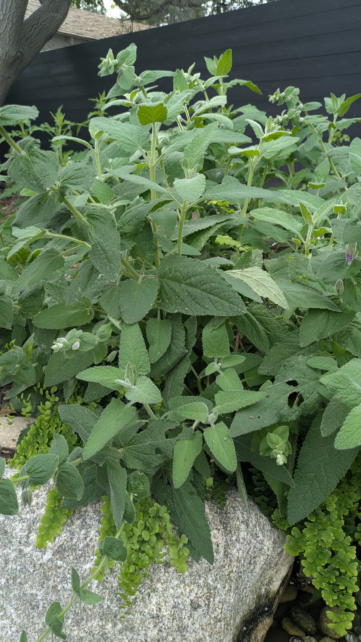 A picture of Lepechinia fragrans (Fragrant Pitcher Sage).
