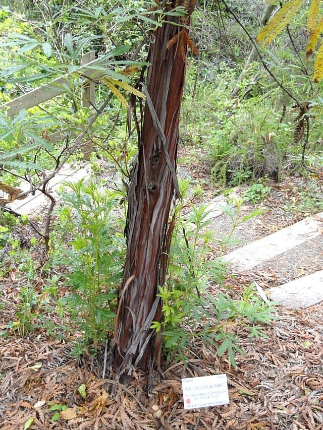 A picture of Lyonothamnus floribundus (Catalina Ironwood/Island Ironwood).