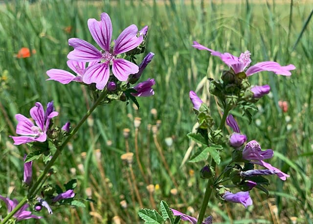 A picture of Malva assurgentiflora (Malva Rosa).