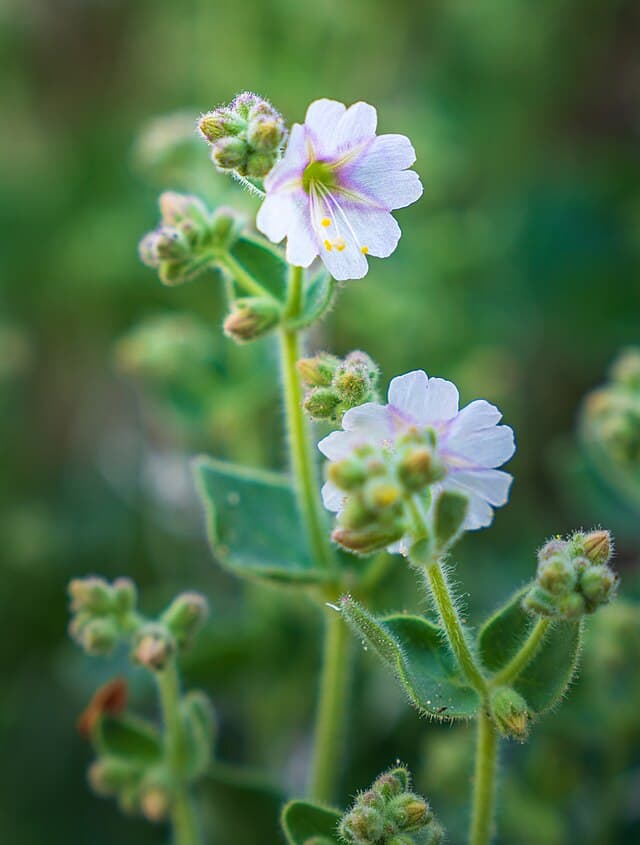 A picture of Mirabilis laevis (Desert Wishbone-bush).