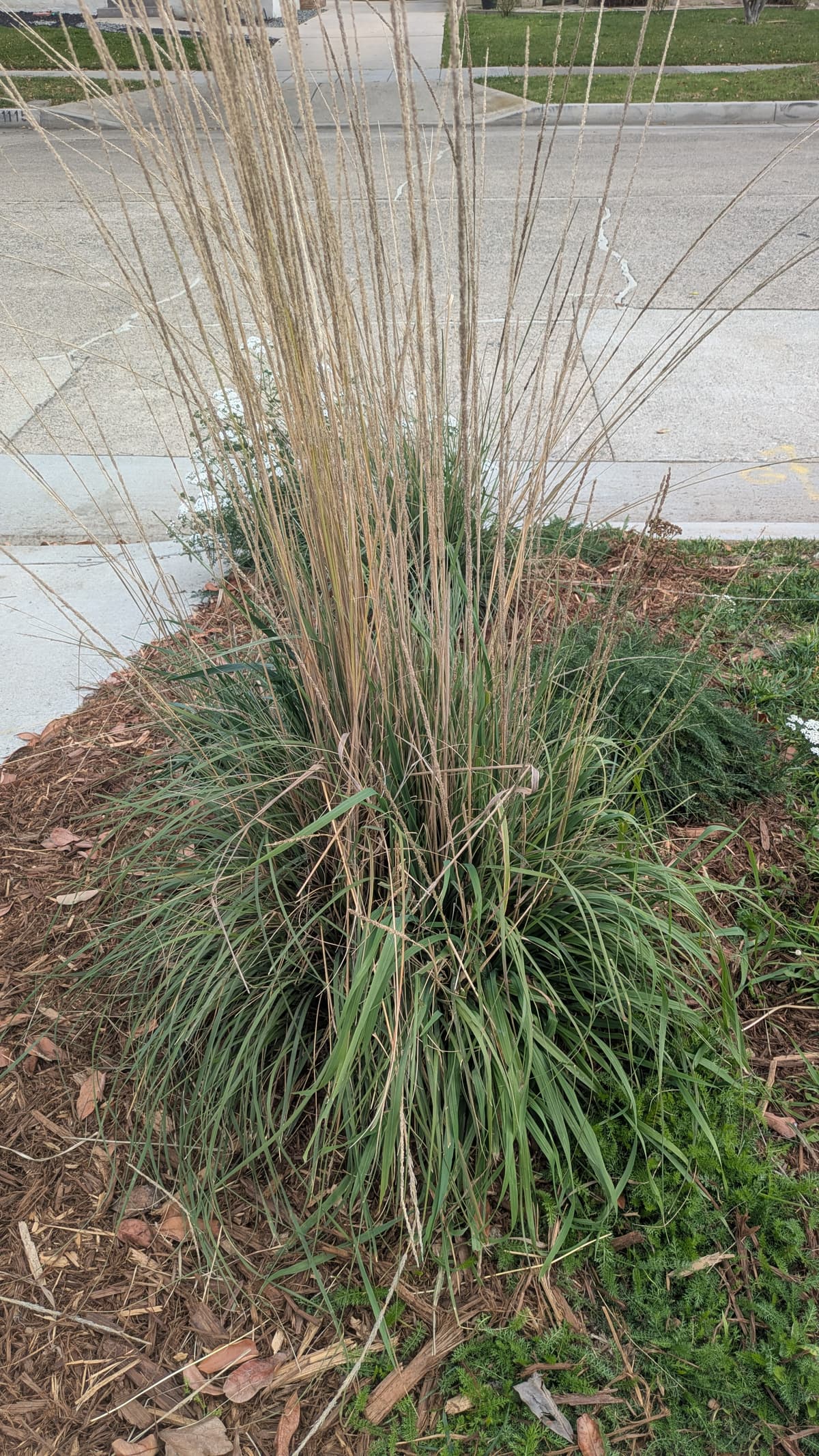 A picture of Muhlenbergia rigens (Deergrass).