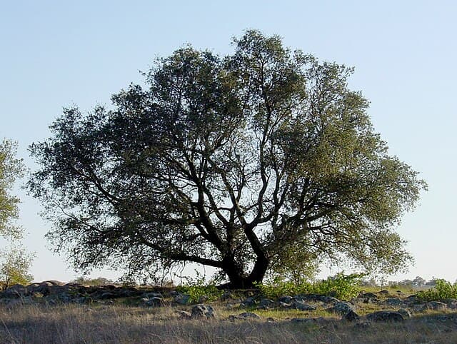 A picture of Quercus (Oaks).