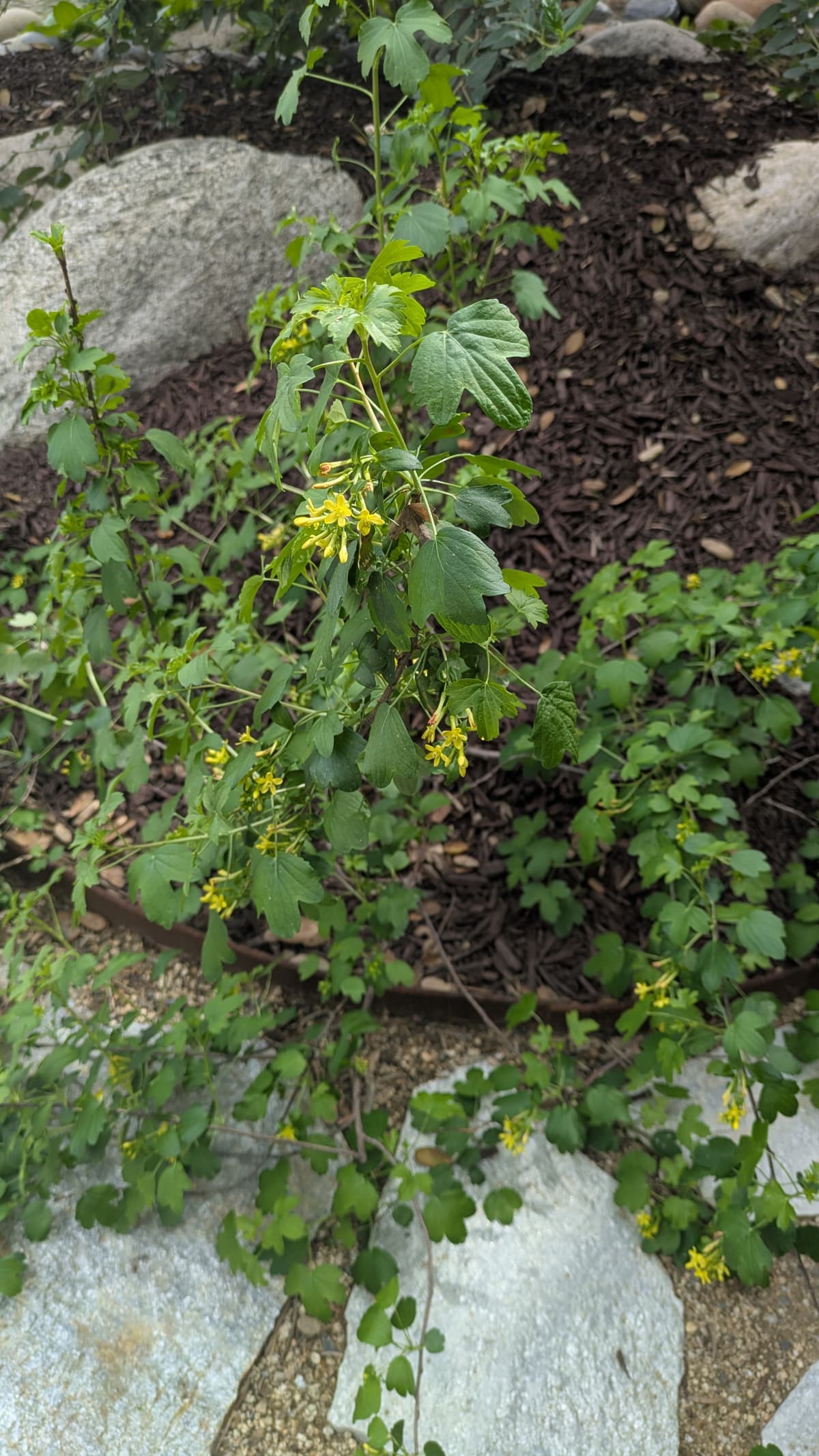 A picture of Ribes (Currant).