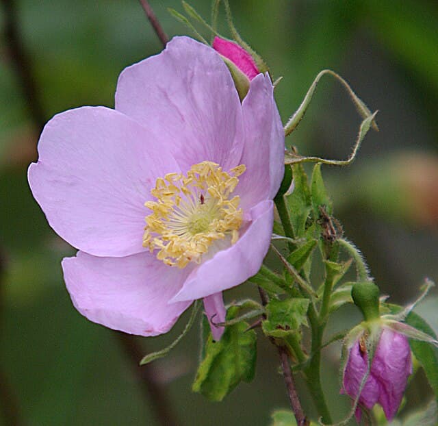 A picture of Rosa californica (California Wildrose).