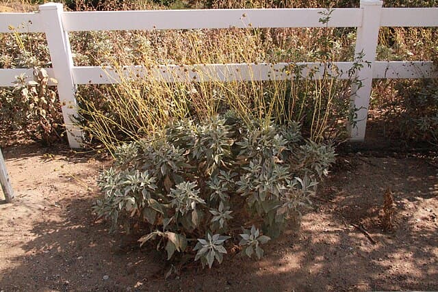 A picture of Salvia (Sage).