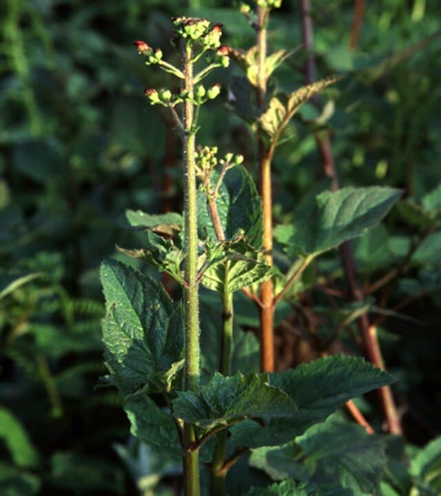 A picture of Scrophularia californica (Bee Plant).