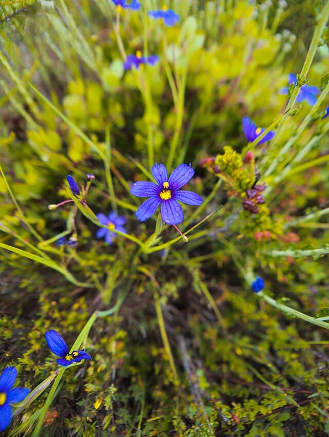 A picture of Sisyrinchium bellum (Blue-eyed Grass).