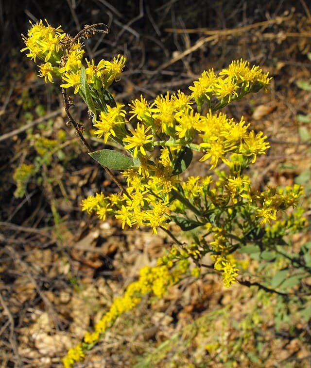A picture of Solidago californica (California Goldenrod).